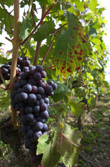 black vine grapes - 594694234