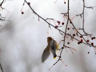 a small bird taking flight from a berry tree branch