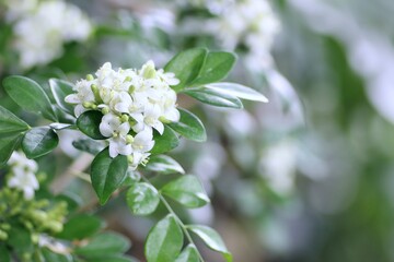 ジャスミンの花