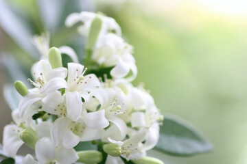 ジャスミンの花