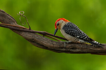 Red-bellied woodpecker 