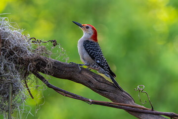 Red-bellied woodpecker 