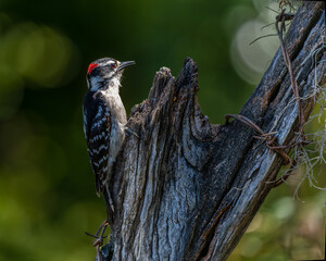 Downy Woodpecker 