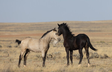 Pair of Young Wild Horses Playing in the Wyoming Desert