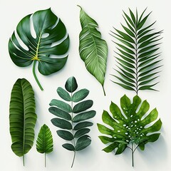 5 different kinds of tropical leaves on a white background 