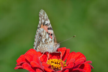 Painted Lady butterfly sitting on red marigold flower against green background