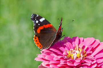 red admiral butterfly sitting on purple marigold flower against green background