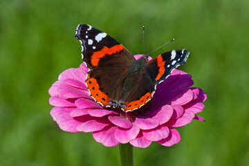 red admiral butterfly sitting on purple marigold flower in garden - Powered by Adobe