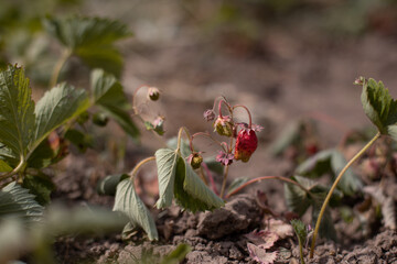 Dry plants from drought in the garden. The dried bushes of a strawberries on sunny day. The plant withered from lack of water. The concept of global warming and strong heat. - 594696273