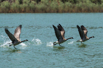 Canada geese taking off from water