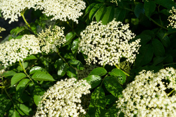 blooming elderberry inflorescence of a tree, close-up shot