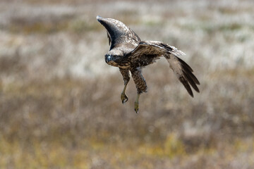 Red-tail hawk flying in flight