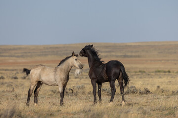 Fototapeta premium Pair of Young Wild Horses Playing in the Wyoming Desert