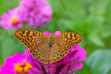 brown butterfly sitting on purple marigold flower in garden