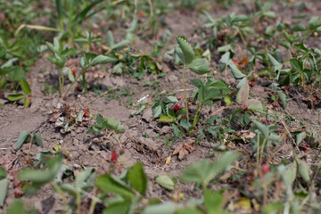 Dry plants from drought in the garden. The dried bushes of a strawberries on sunny day. The plant withered from lack of water. The concept of global warming and strong heat.