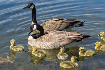 Canada geese swimming with goslings