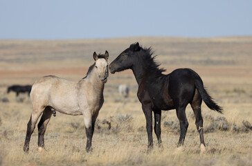 Obraz na płótnie Canvas Pair of Young Wild Horses Playing in the Wyoming Desert