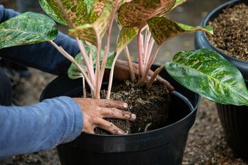 a photograph of a man replanting a flower to a bigger pot