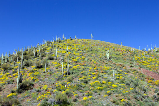 2023 Super Bloom and Giant Saguaro cacti on a hill in Tonto National Forest