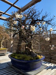 Bonsai, 盆栽
