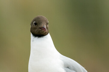 Black-headed Gull on the beach