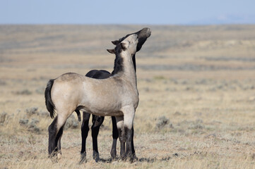 Naklejka na ściany i meble Pair of Young Wild Horses Playing in the Wyoming Desert
