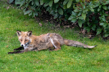 Naklejka na ściany i meble red fox looking in the garden
