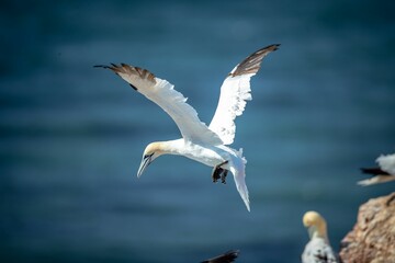 Northern gannet (Morus bassanus) soaring on the shoreline during the sunny weather