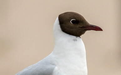 Black-headed Gull on the beach