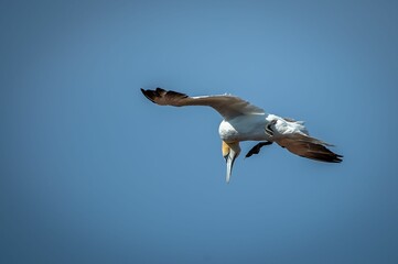 Northern gannet (Morus bassanus) soaring on the shoreline during the sunny weather