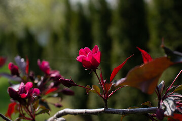 Beautiful red flower of decorative apple tree. Spring seasonal background with tree blooming in the yard.