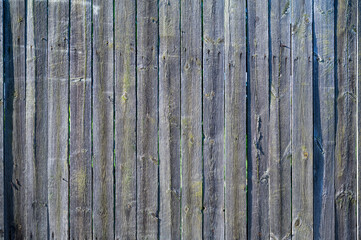 Fototapeta premium wooden fence boards made of unpainted , close-up shot