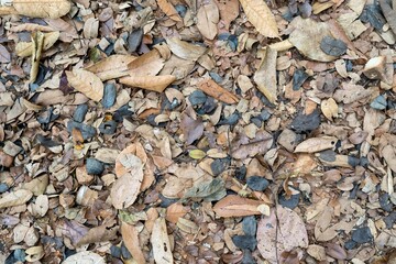 Background of autumn leaves on the ground, colorful foliage scattered.