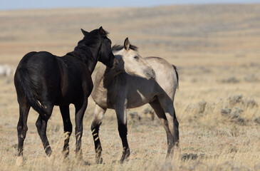 Pair of Young Wild Horses Playing in the Wyoming Desert