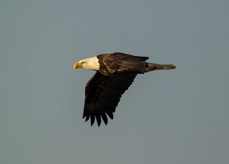 Obraz premium Majestic bald eagle soaring through the blue sky.