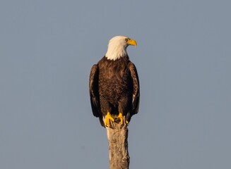 Majestic bald eagle perched on a tree stump against a bright azure sky.