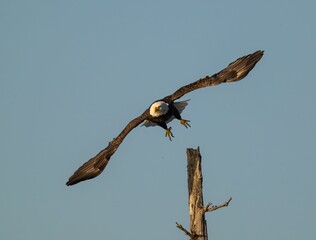 Majestic Bald Eagle soars through the air with a tree stump against a blue sky in the background.