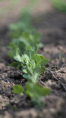 young peas from the garden