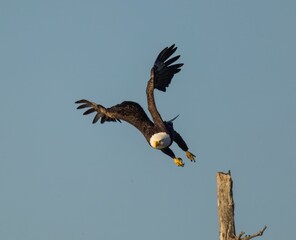 Majestic Bald Eagle soars through the air with a tree stump against a blue sky in the background.
