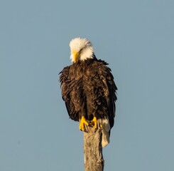 Majestic bald eagle perched on a tree stump against a bright azure sky.