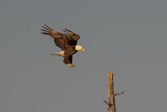 the eagle is landing in front of its perchor on a tree