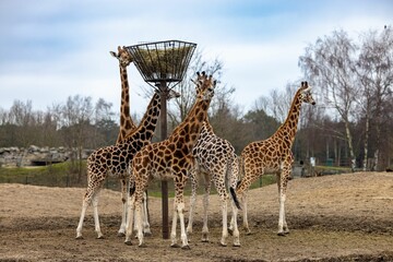 Group of giraffes standing next to each other eating from a metal feeder