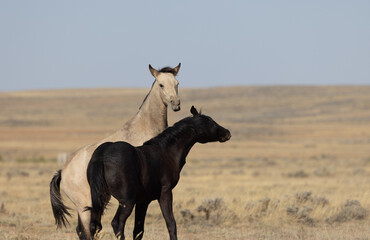 Pair of Young Wild Horses Playing in the Wyoming Desert