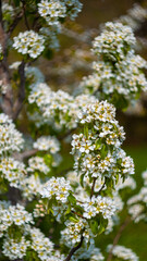 Flowering tree in the garden