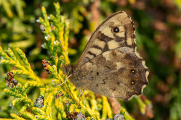 Fototapeta premium A speckled wood butterfly (Pararge aegeria) basking in the sunshine on a cypress tree. Closed wings, side view.