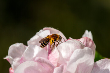 A yellow-legged miner bee, Andrena flavipes on apple blossom.  Close up, side view