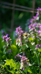 red dead-nettle found in the meadow