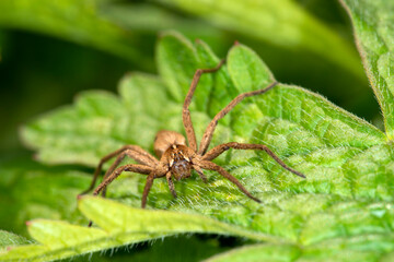 The nursery web spider, Pisaura mirabilis, on a leaf in Spring.  Female.  Close up.  Head on.