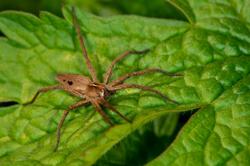 The nursery web spider, Pisaura mirabilis, on a leaf in Spring.  Female