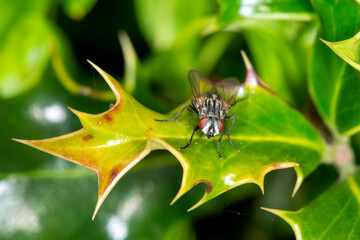 A small fly (musca domestica) at rest on a holly leaf.  Closeup